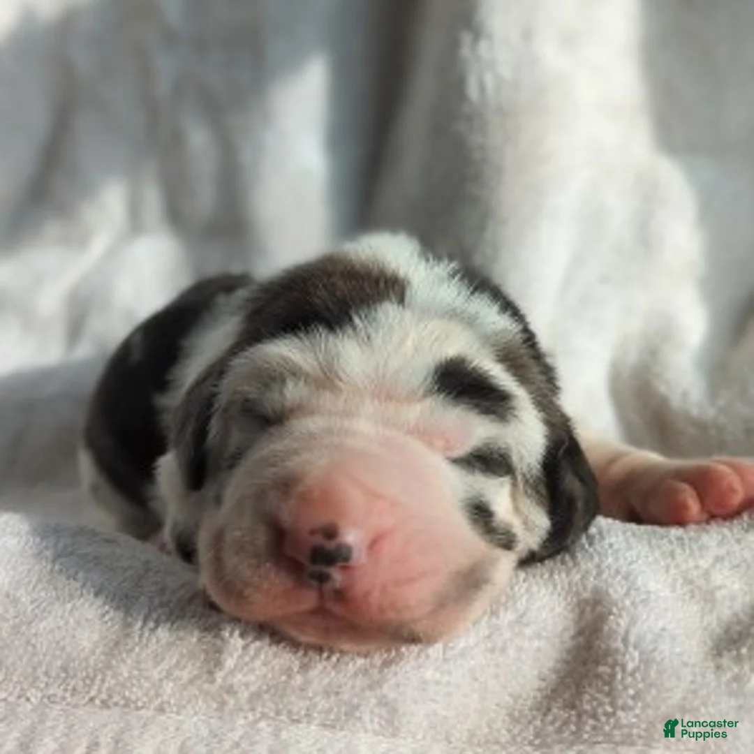 Great Dane dogs for sale: Aspen - Ad 2