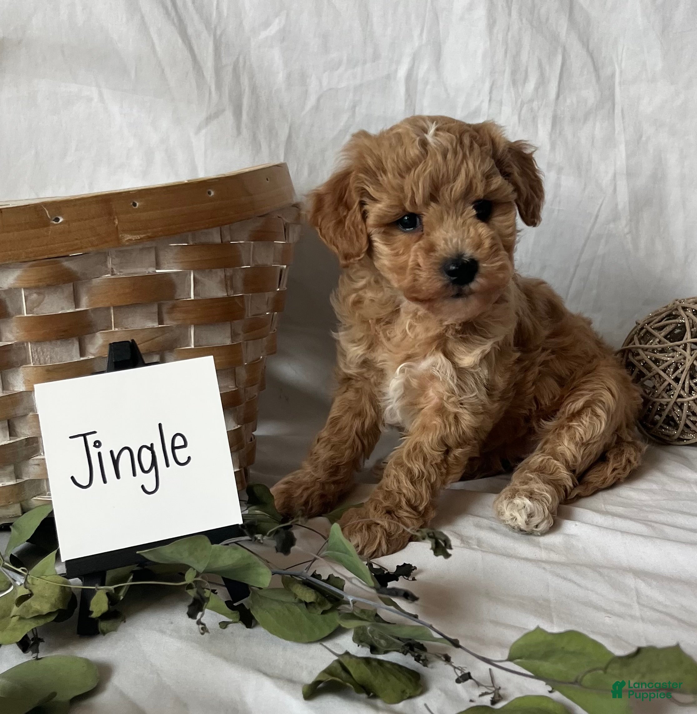 Maltipoo dogs Jingle - Ad 21