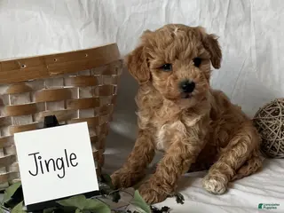 Maltipoo dogs Jingle - Ad 29