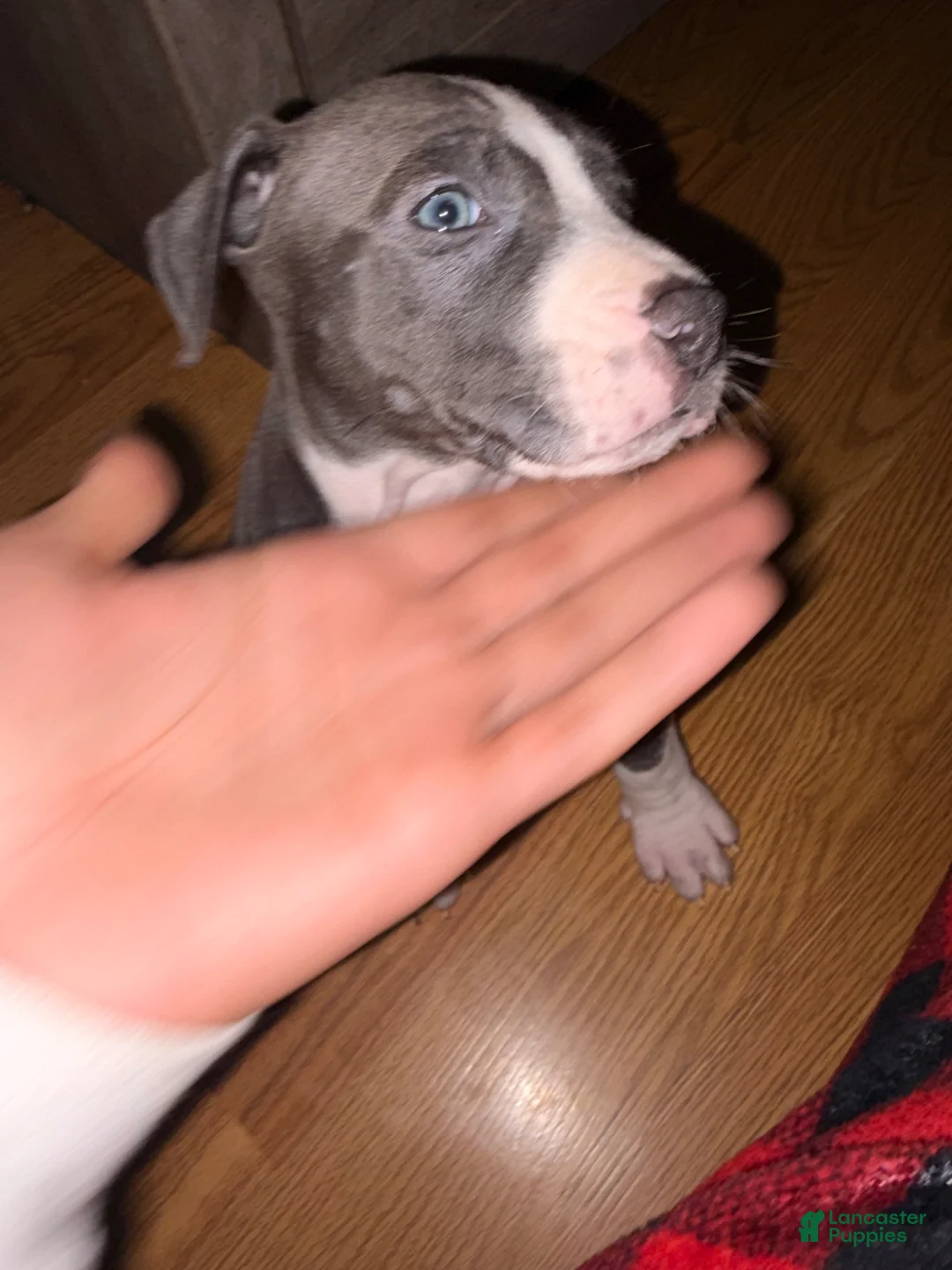 American Pit Bull Terrier dogs for sale: Puppy 1 - Ad 2