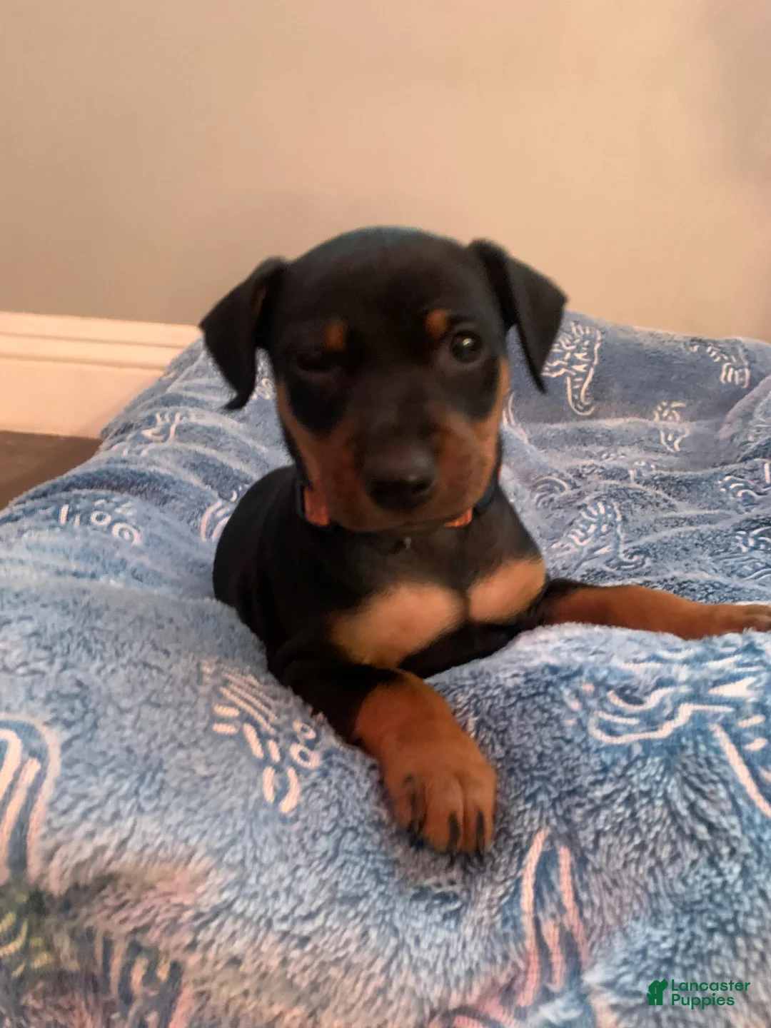 Miniature Pinscher dogs for sale: Asher - Ad 14