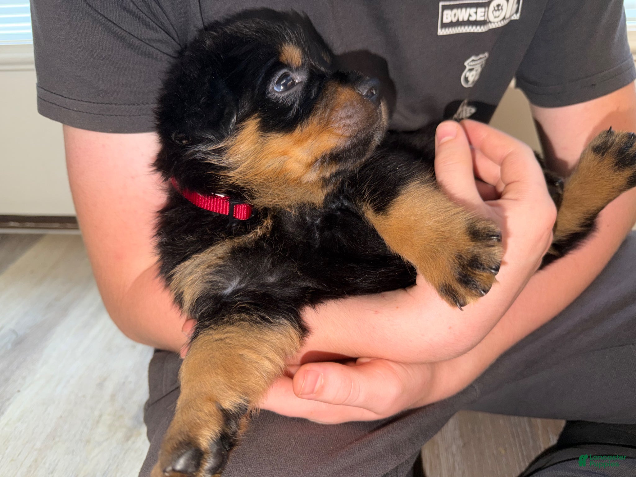 Rottweiler dogs Rottweiler Puppy 6 - Ad 2