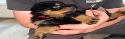 Rottweiler dogs for sale: Rottweiler Puppy 6 - Ad 2