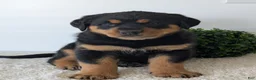 Mixed Breed dogs for sale: Rufus - Ad 7