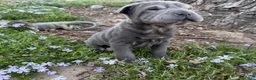 Shar Pei dogs for sale: Minnie - Ad 2