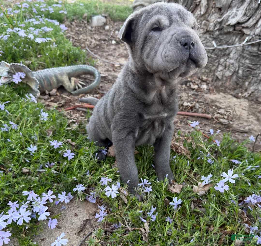 Shar Pei dogs for sale: Minnie - Ad 2