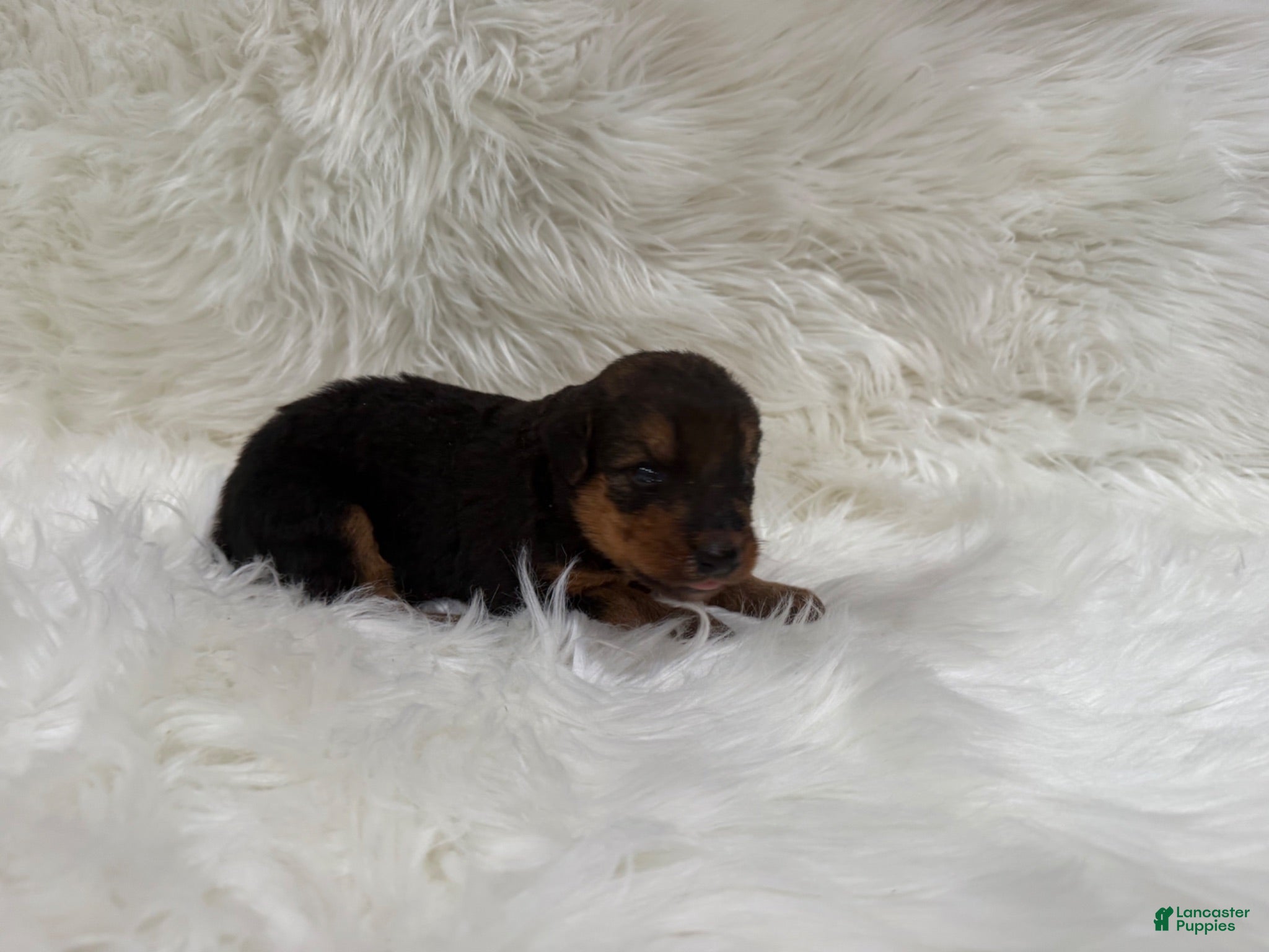 Airedale Terrier dogs AKC Zoe Airedale Terrier 2 - Ad 2