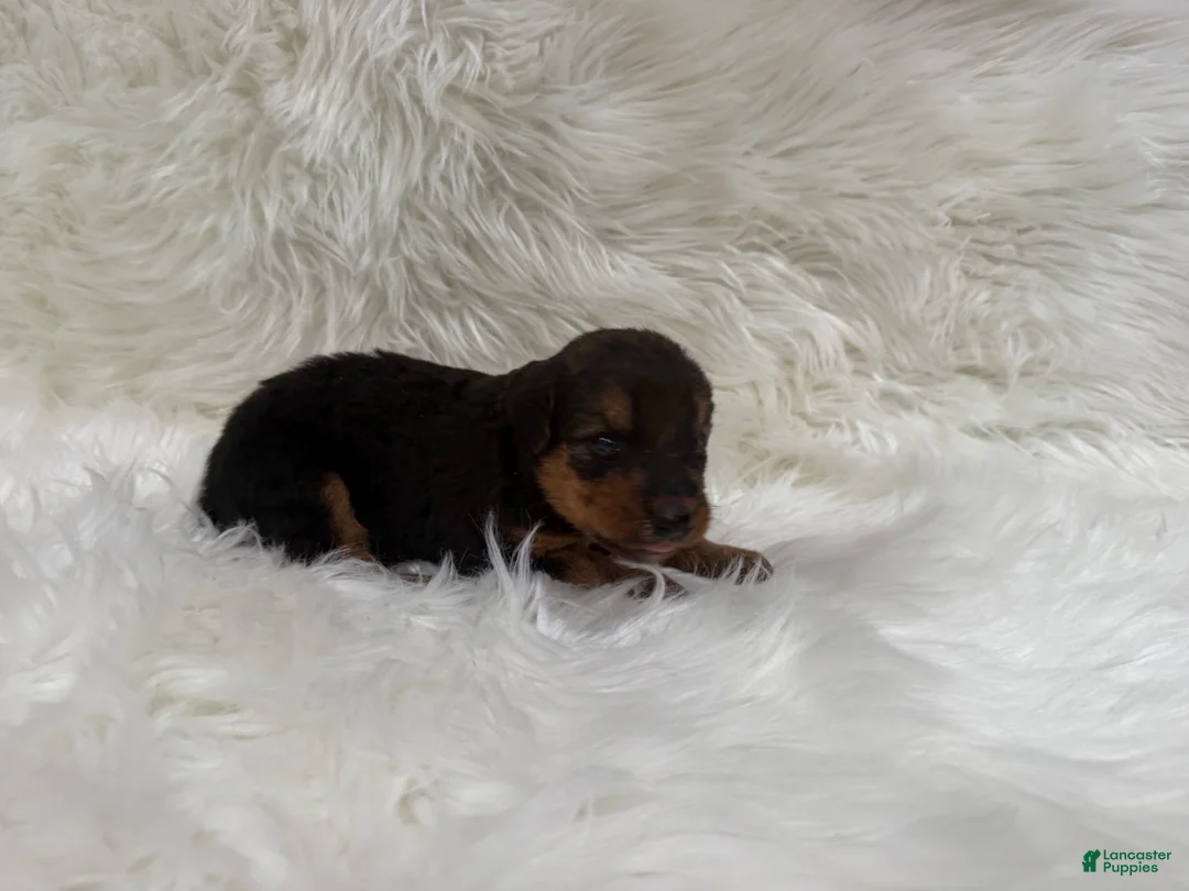 Airedale Terrier dogs for sale: AKC Zoe Airedale Terrier 2 - Ad 2