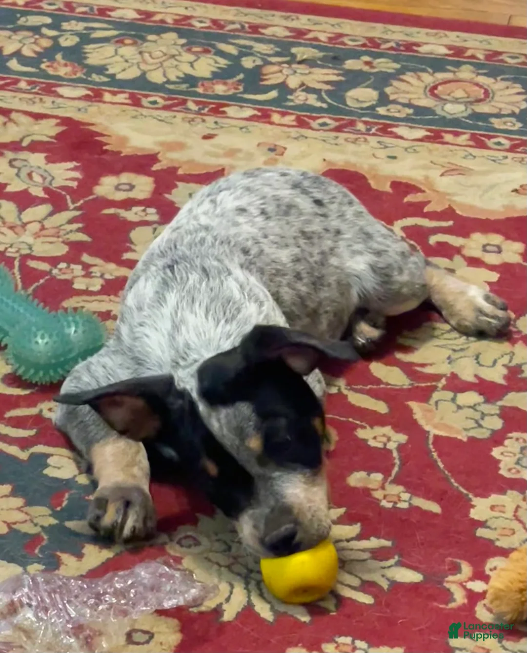 Australian Cattle Dog dogs for sale: Curly - Ad 4