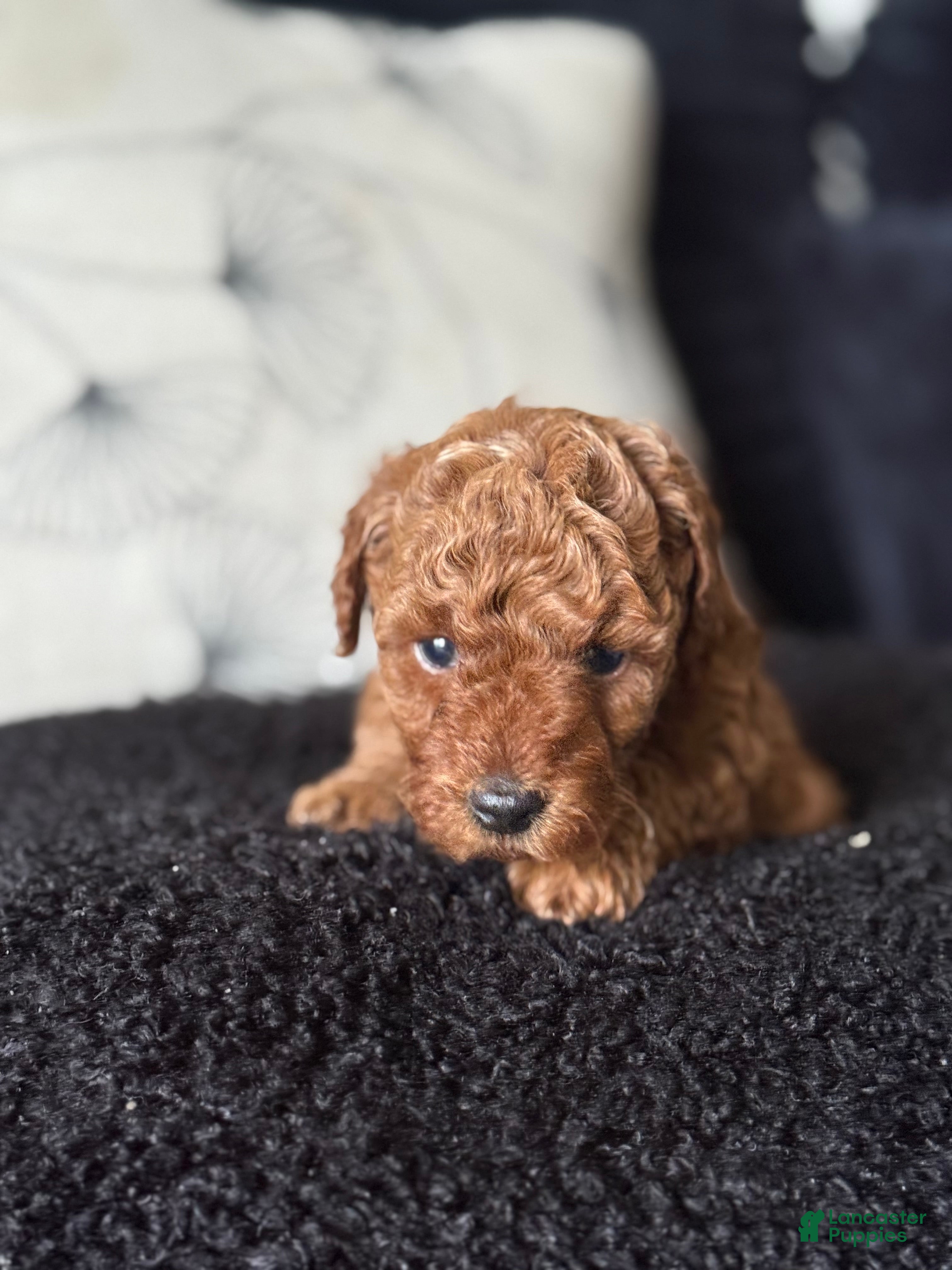 Toy Poodle dogs Toy Poodle Puppy 2 - Ad 7