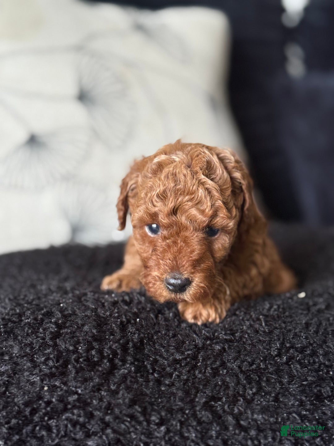 Toy Poodle dogs for sale: Toy Poodle Puppy 2 - Ad 1