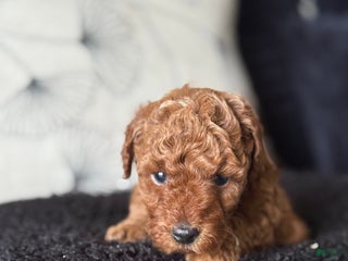 Toy Poodle dogs Toy Poodle Puppy 2 - Ad 7
