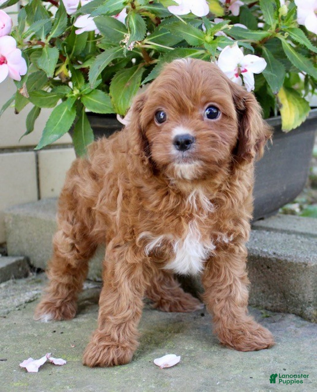 Cavapoo dogs for sale: Parker - Ad 5