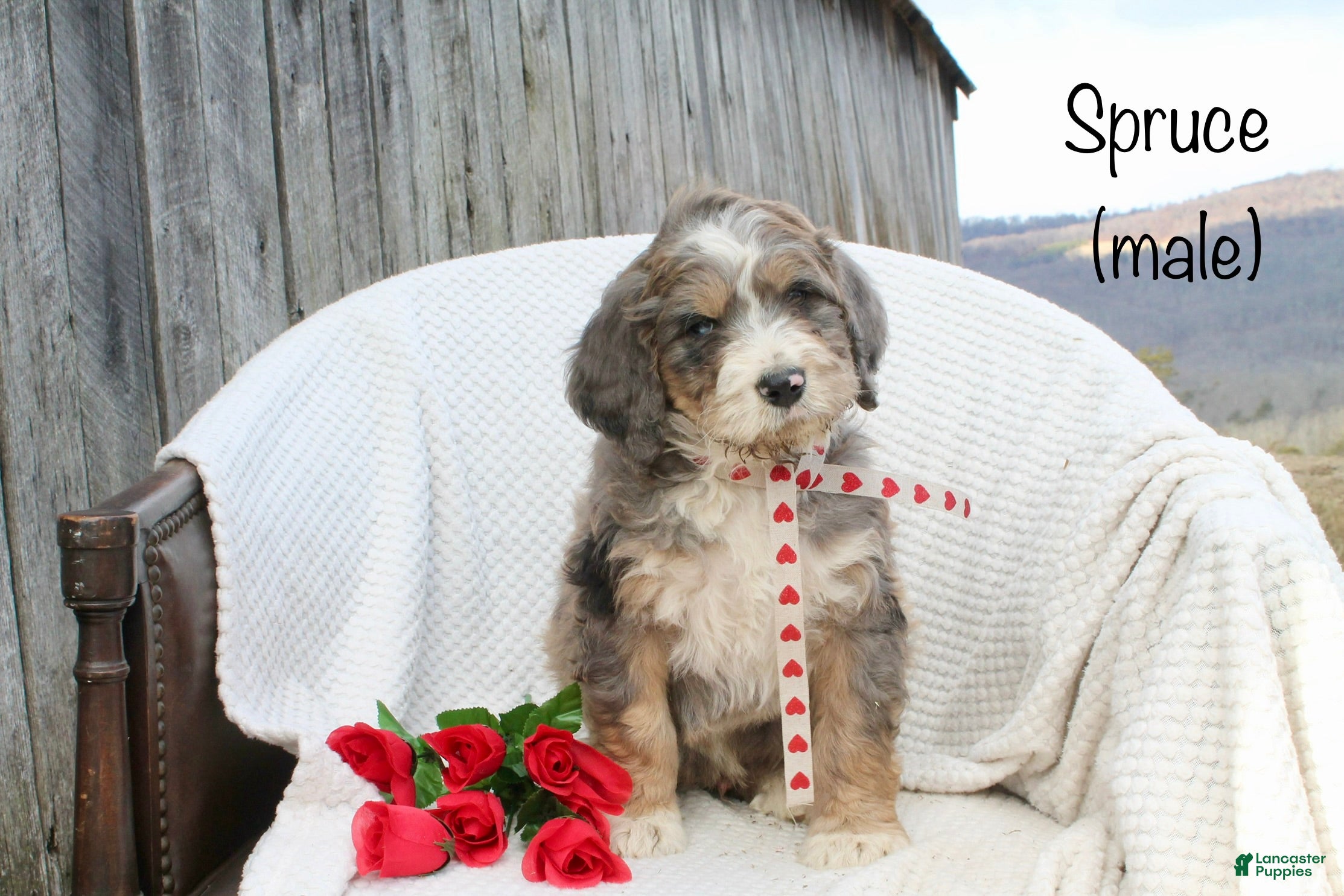 Bernedoodle dogs Spruce - Ad 36