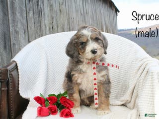 Bernedoodle dogs Spruce - Ad 15