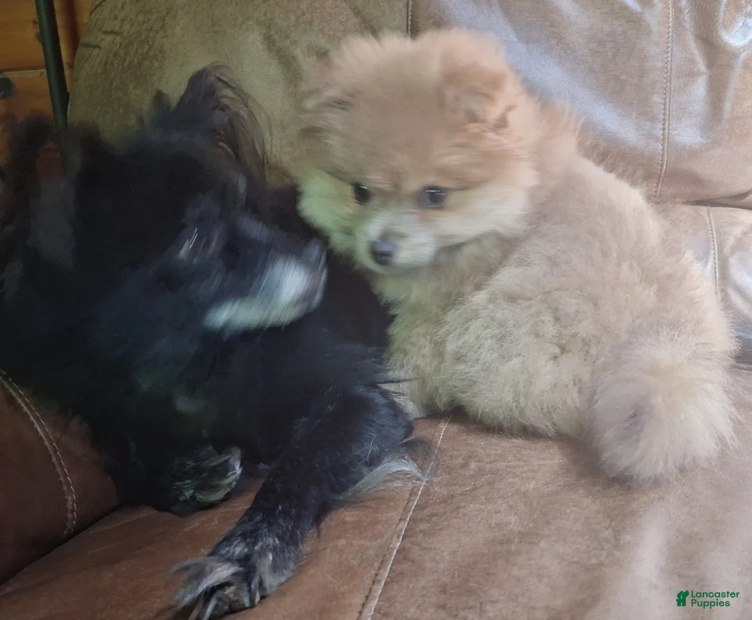 Pomeranian dogs for sale: cream sable frmale - Ad 1