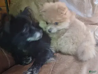 Pomeranian dogs for sale: cream sable frmale - Ad 1