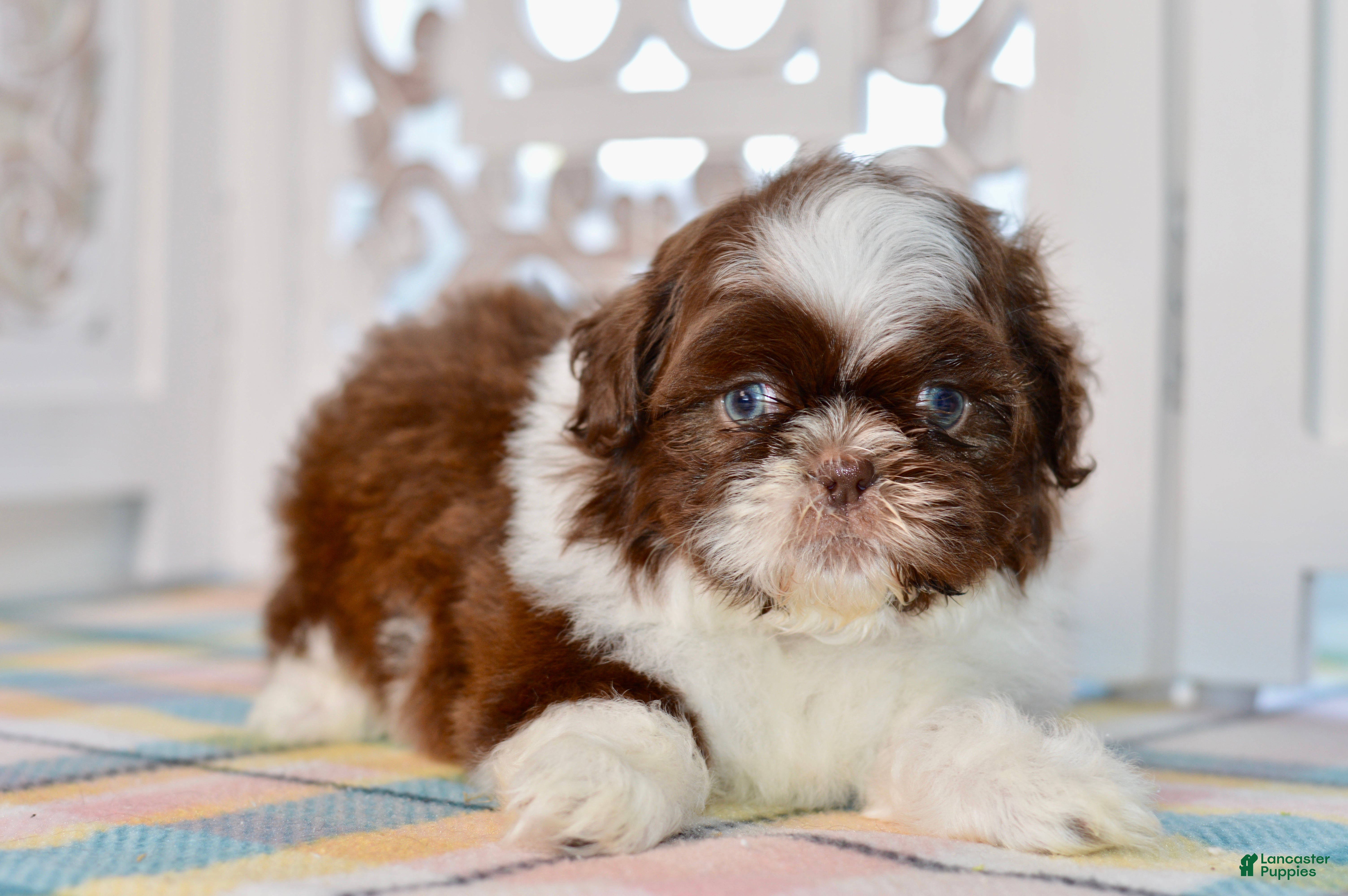 Shih Tzu dogs Banks - Ad 2