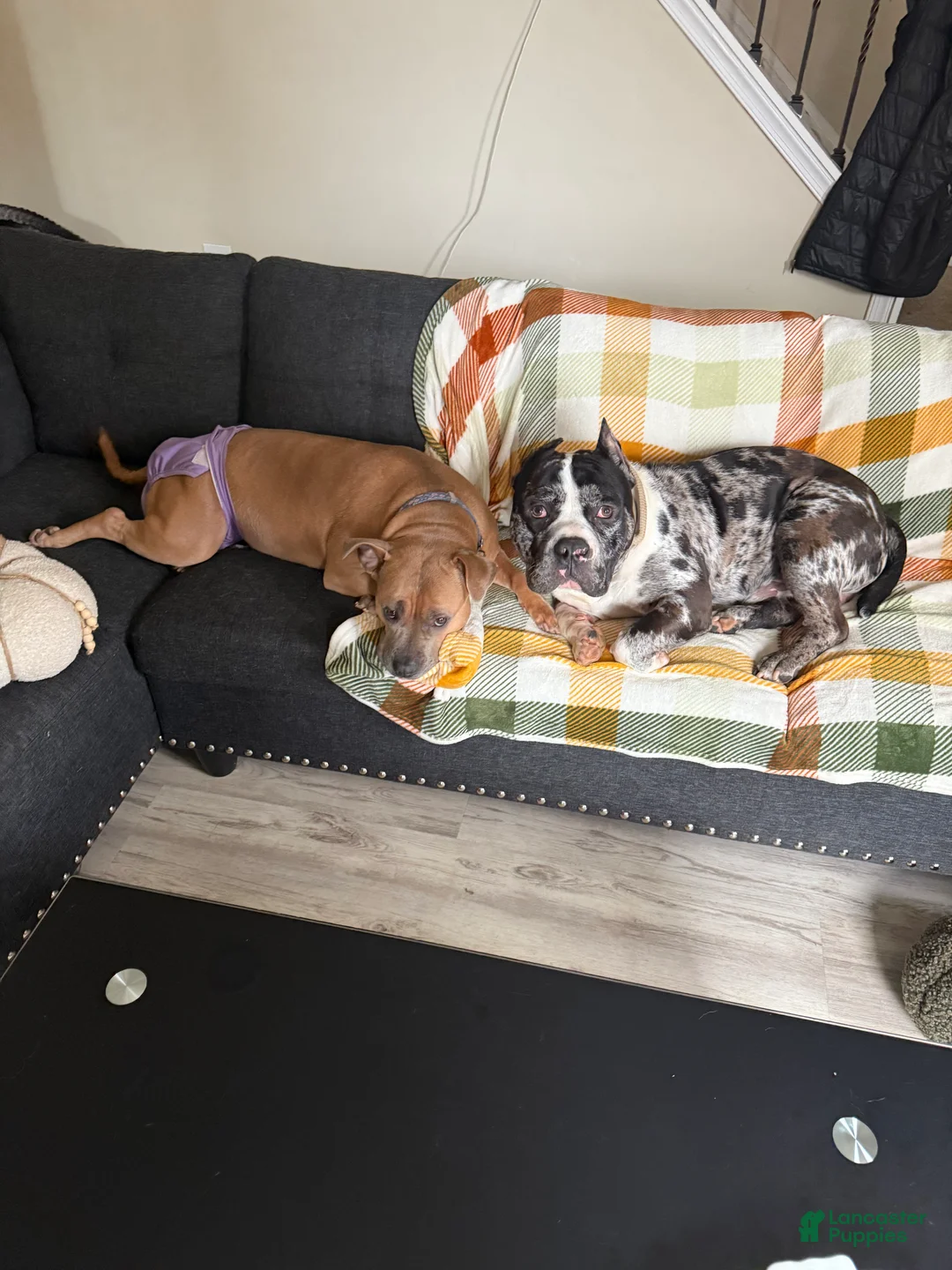 Mixed Breed dogs for sale: Miracle - Ad 5