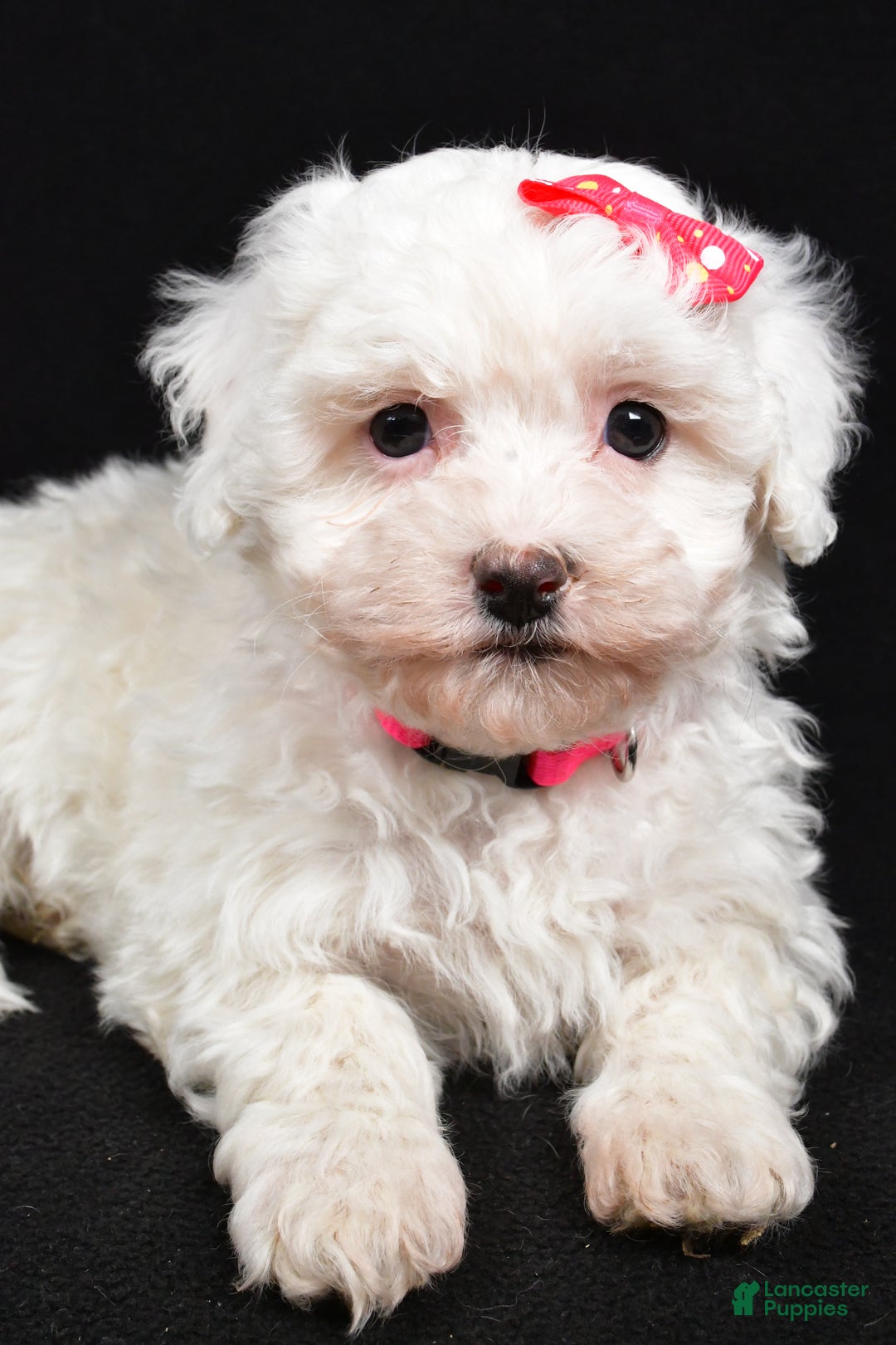 Maltipoo dogs for sale: Joy - Ad 2