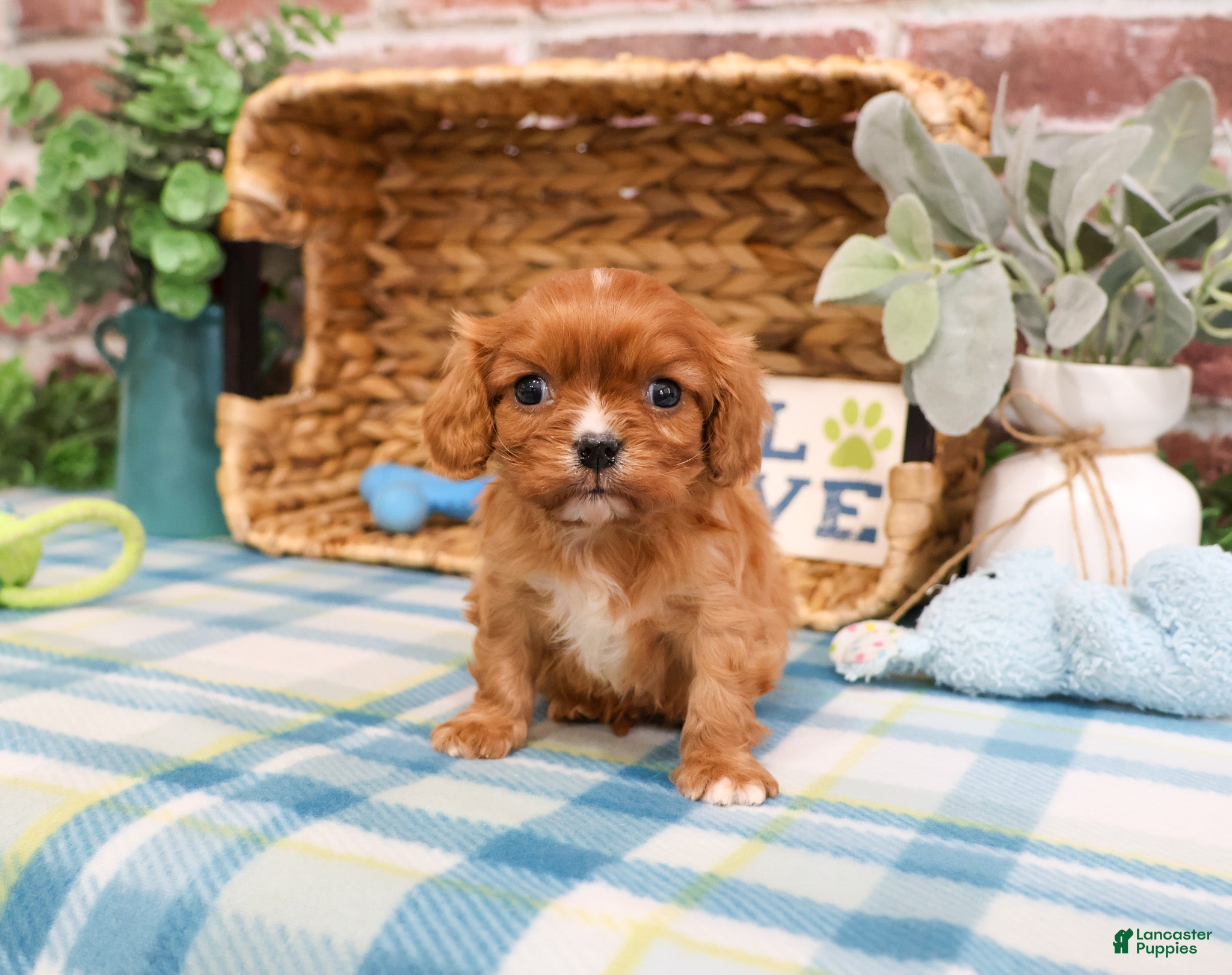 Cavalier King Charles Spaniel dogs Kingsley  - Ad 34