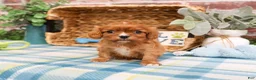 Cavalier King Charles Spaniel dogs for sale: Kingsley  - Ad 1