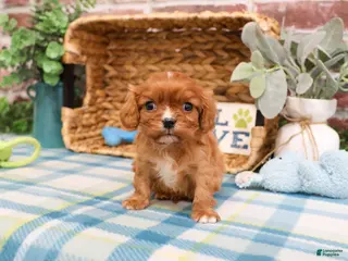Cavalier King Charles Spaniel dogs Kingsley - Ad 34