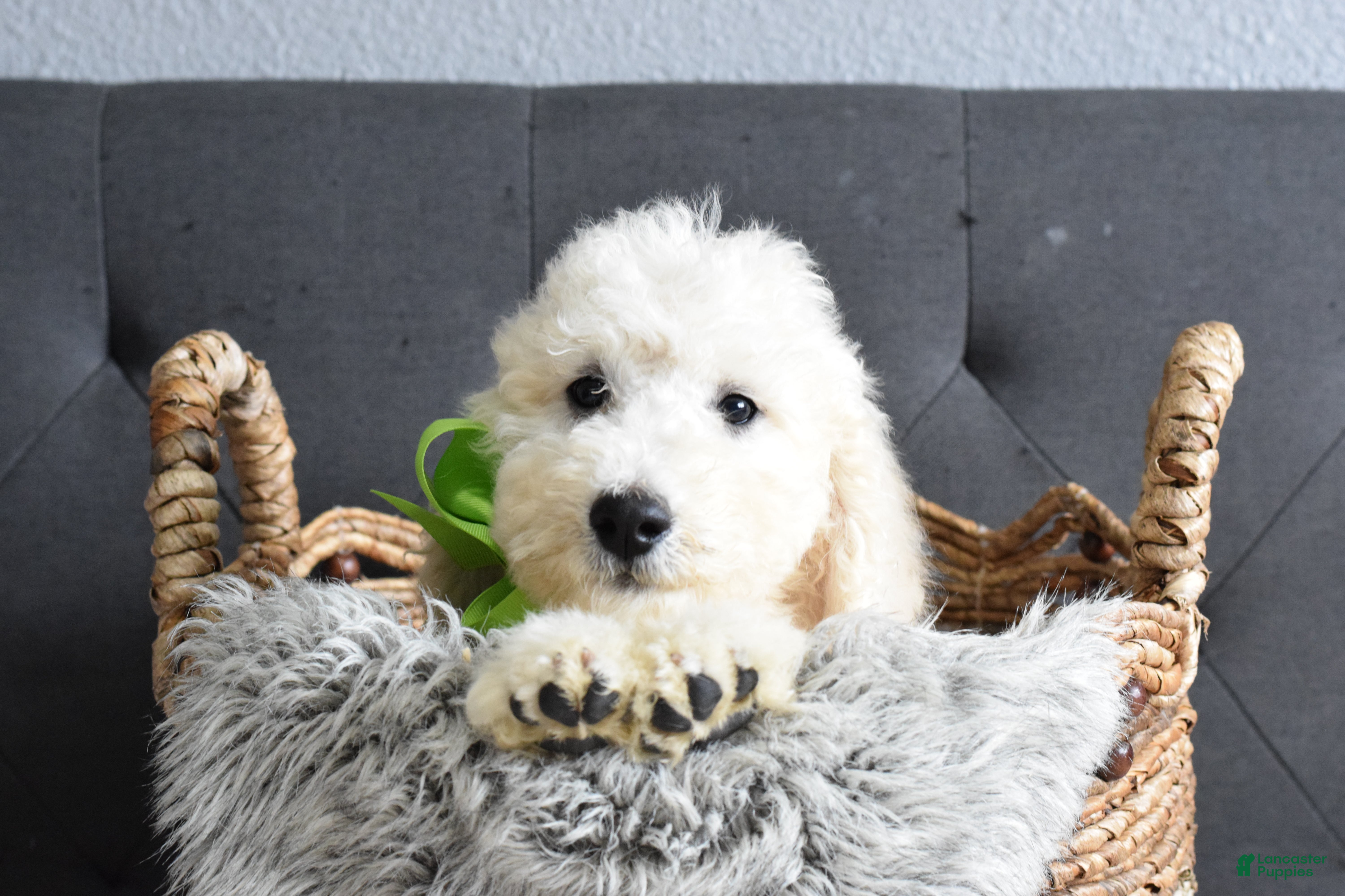 Goldendoodle dogs Goldendoodle Puppy 9 - Ad 1