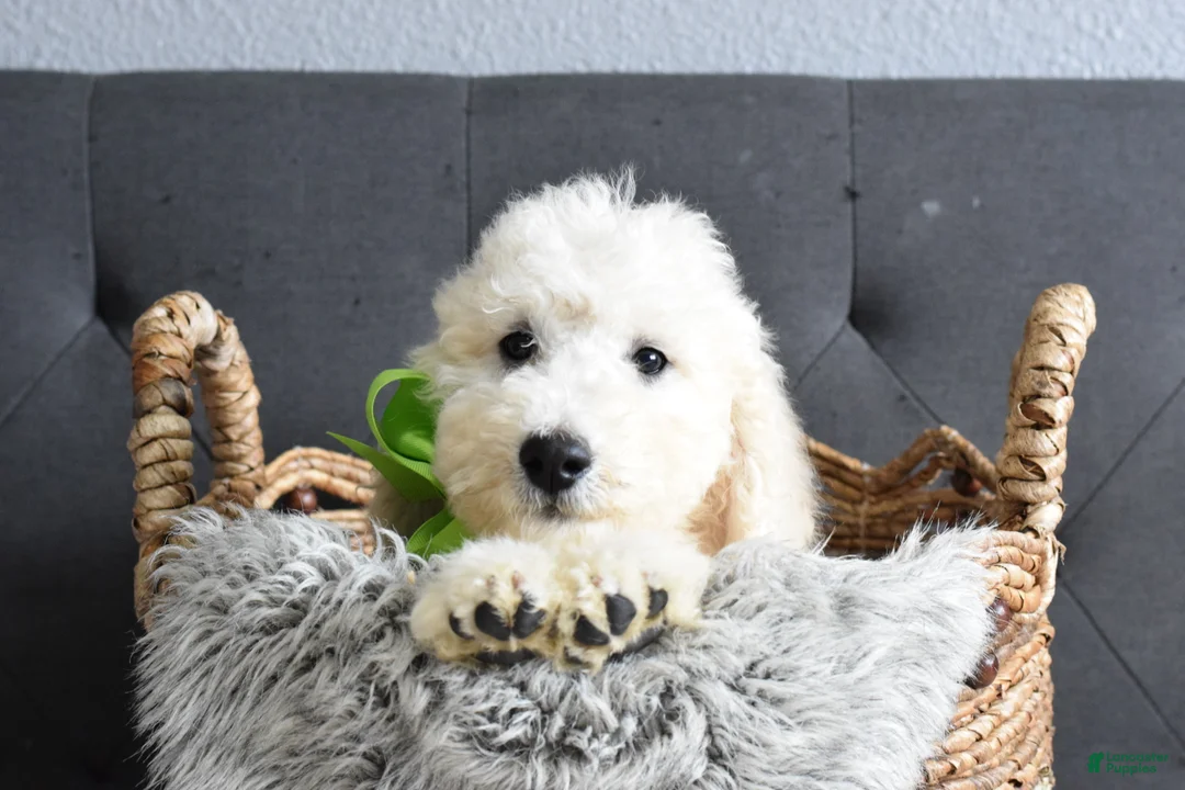 Goldendoodle dogs for sale: Goldendoodle Puppy 9 - Ad 1