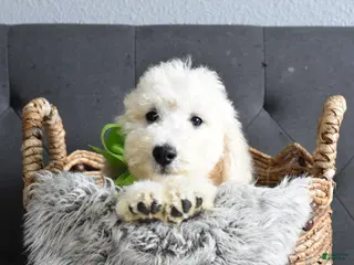 Goldendoodle dogs for sale: Puppy 9-Weekend sale đź’š - Ad 2