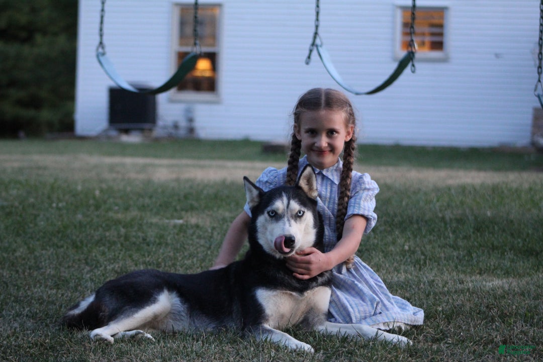 Siberian Husky dogs for sale: Siberian Husky Puppy 1 - Ad 2