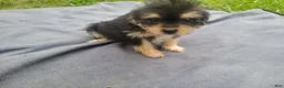 Morkie dogs for sale: Ash  - Ad 3