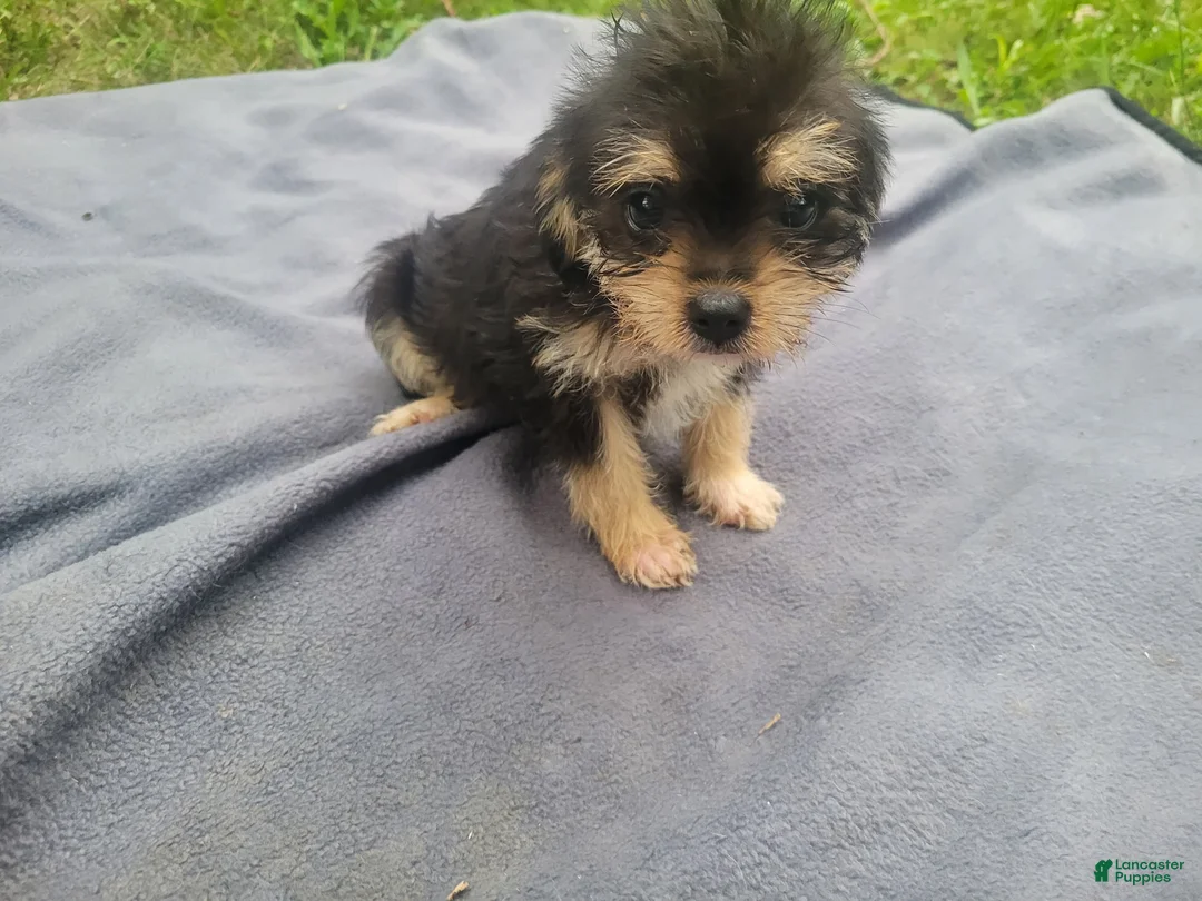 Morkie dogs for sale: Ash  - Ad 3