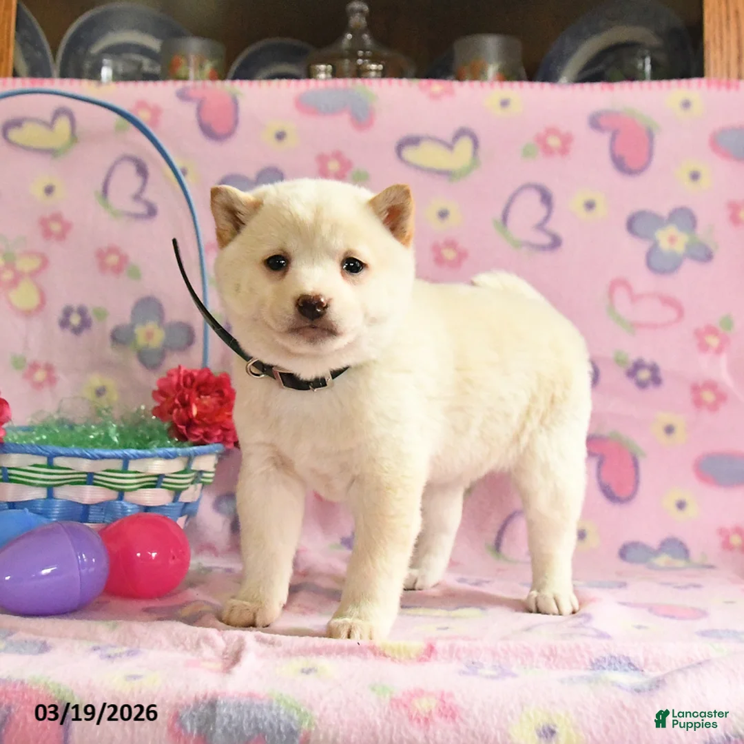 Shiba Inu dogs for sale: Dahlia - Ad 1