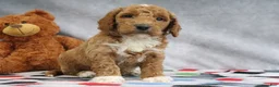 Mini Goldendoodle dogs for sale: Carlos - Ad 3