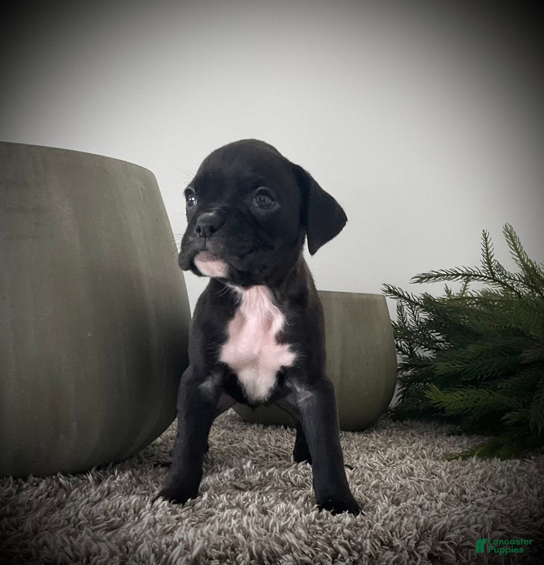 Boxer dogs for sale: Blaine  - Ad 6