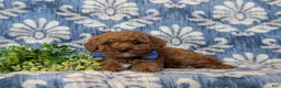 Cavapoo dogs for sale: Drew Hypoallergenic - Ad 5