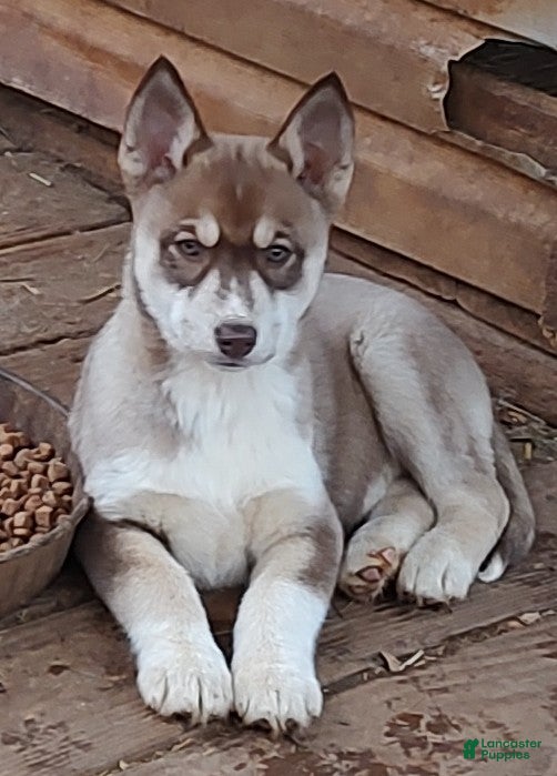 Siberian Husky dogs Siberian Husky Puppy 4 - Ad 8