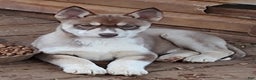 Siberian Husky dogs for sale: Siberian Husky Puppy 4 - Ad 2