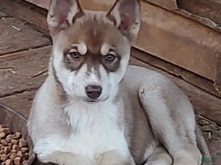 Siberian Husky dogs Siberian Husky Puppy 4 - Ad 20