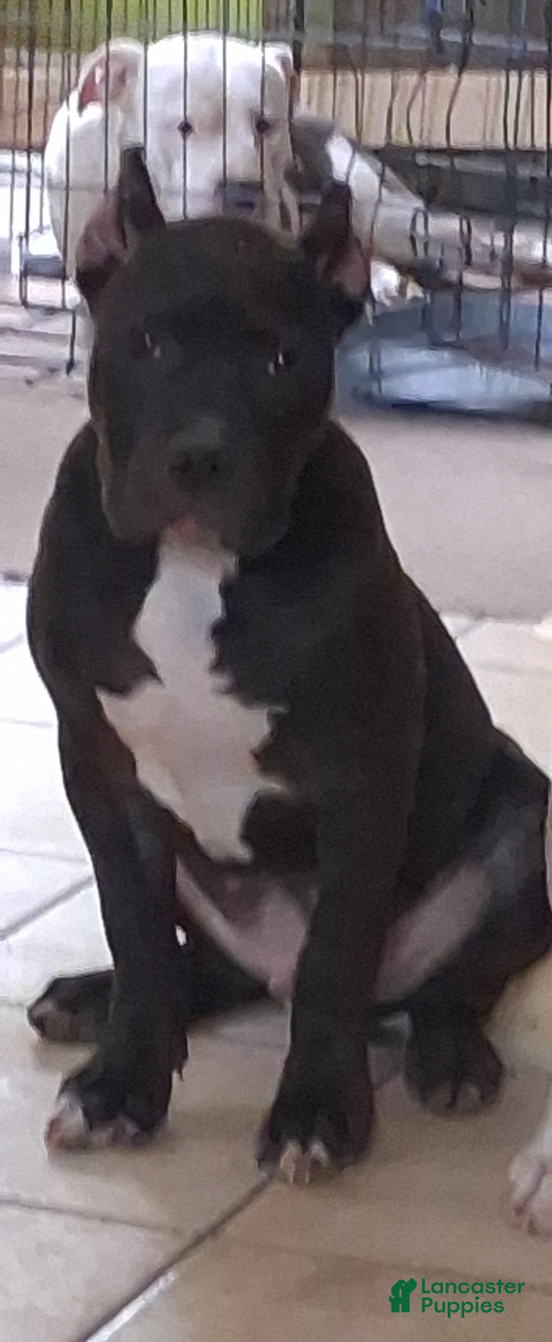 American Bully dogs for sale: American Bully Puppy 1 - Ad 1
