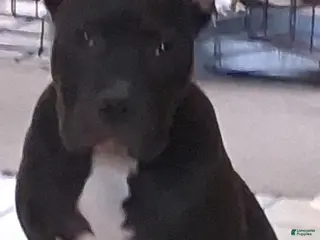 American Bully dogs American Bully Puppy 1 - Ad 25