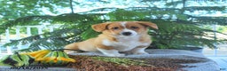 Welsh Corgi Pembroke dogs for sale: Milo - Ad 4