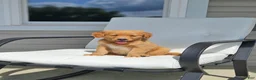 Golden Retriever dogs for sale: Lucy - Ad 6