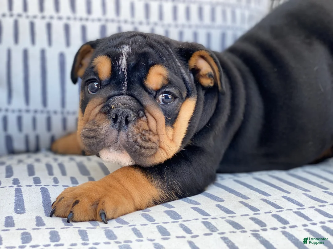 English Bulldog dogs for sale: Cuddles - Ad 2