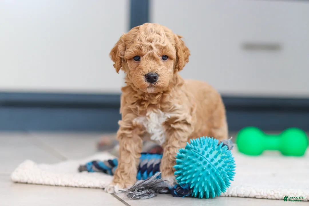 Mini Goldendoodle dogs for sale: Maverick - Ad 4
