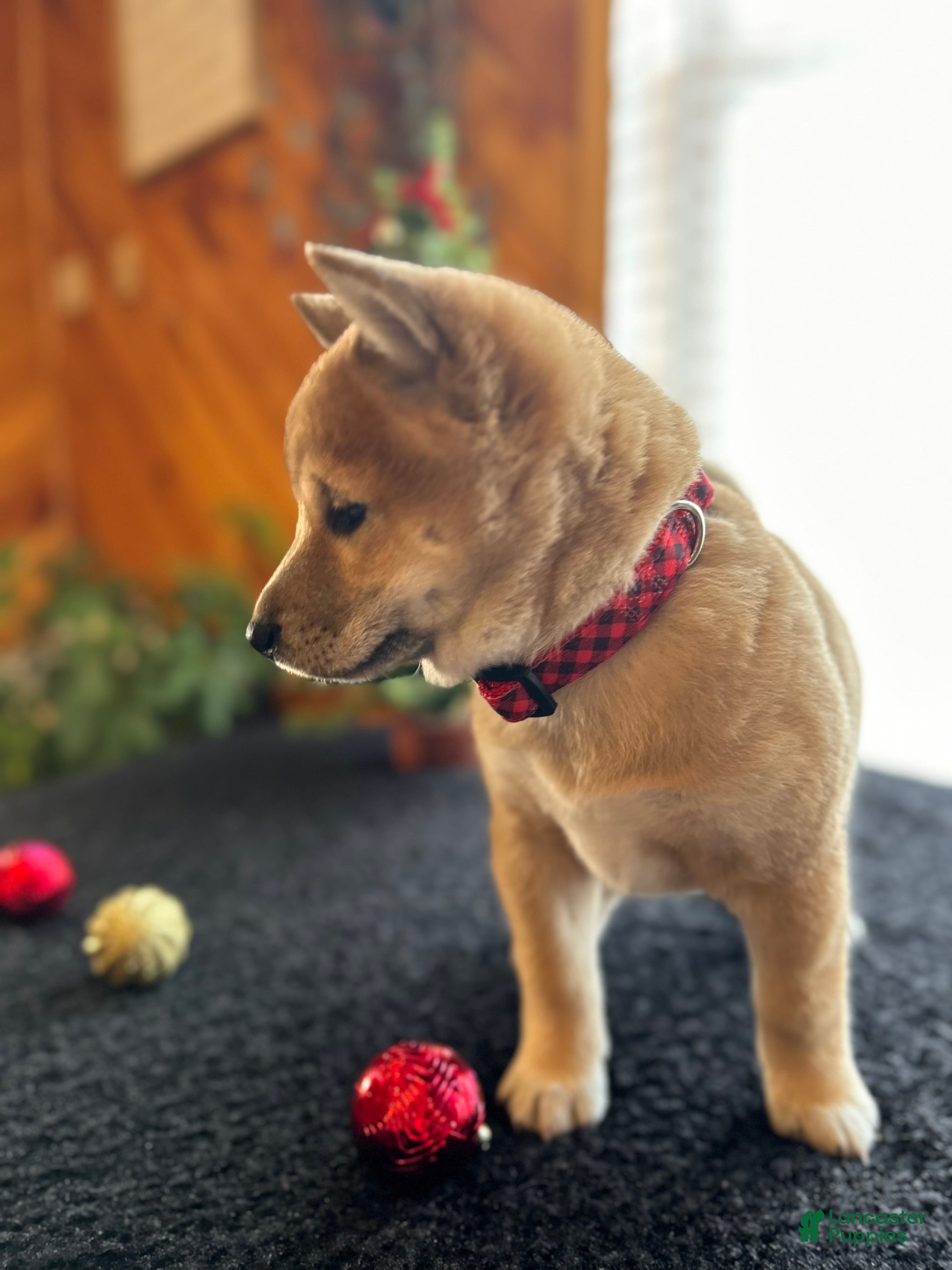 Shiba Inu dogs Layla - Ad 23