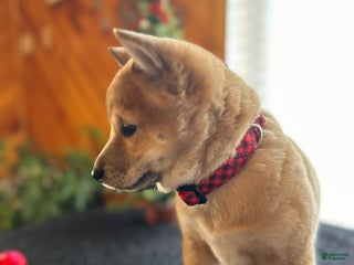 Shiba Inu dogs Layla - Ad 7