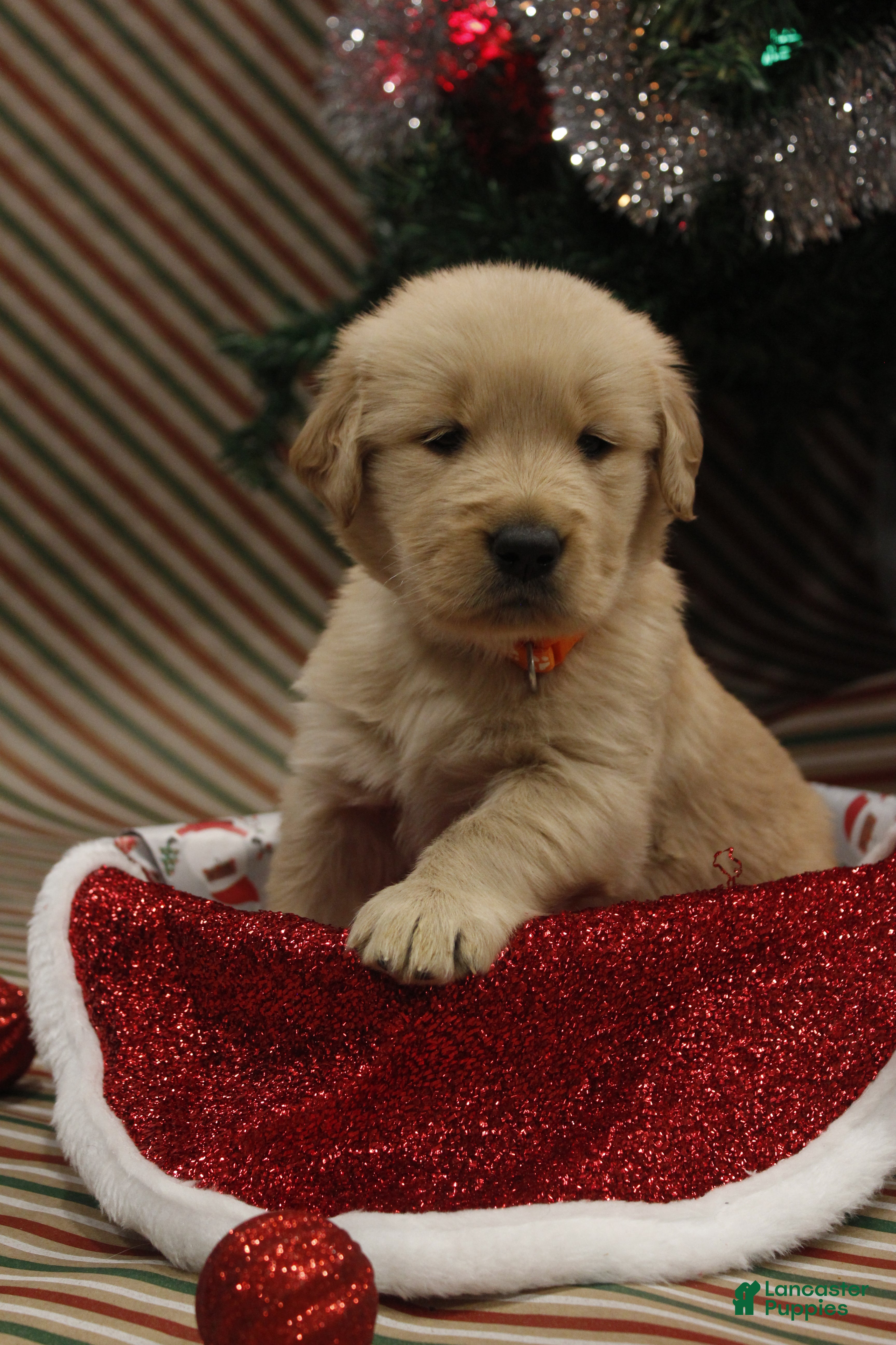 Golden Retriever dogs Blitzen  - Ad 20