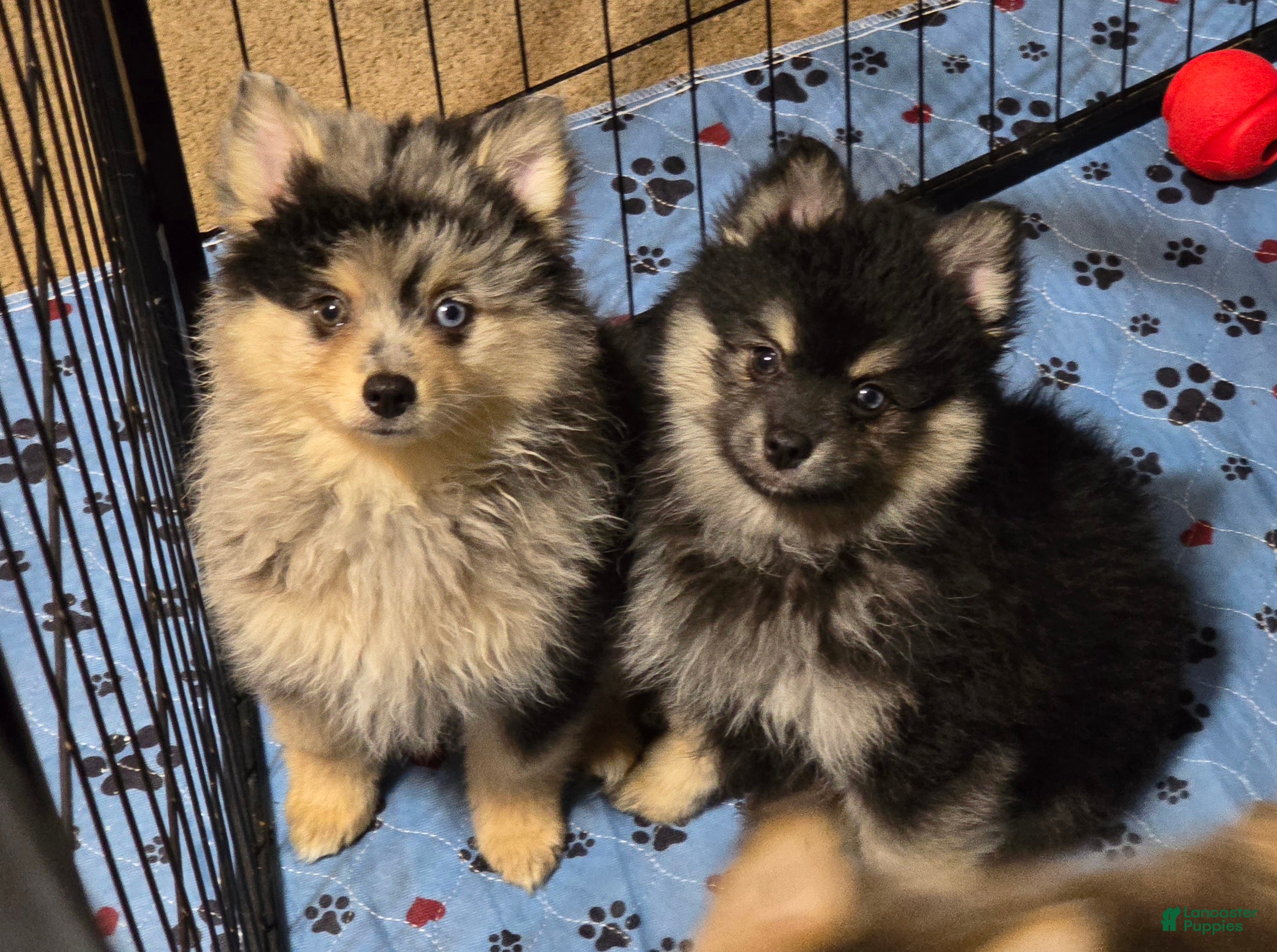 Pomsky dogs Black boy - Ad 2